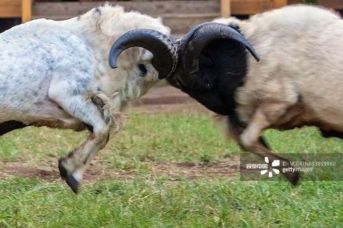 爆料君子羊视频揭秘,视频爆料背后的真相与内幕 第3张 爆料君子羊视频揭秘,视频爆料背后的真相与内幕 第3张